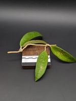 Hoya verticilliata [cutting]