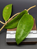 Hoya verticilliata [cutting]