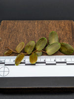 Marcgravia sp. brown peru #1 [10-leaf cutting]