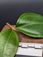 Pachycentria cf. constricta [cutting]