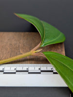 Pachycentria cf. constricta [cutting]