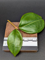 Pachycentria cf. constricta [cutting]
