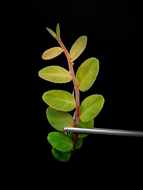 Marcgravia sp. redstem [10-leaf cutting]