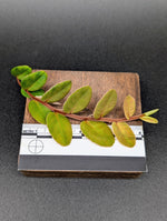 Marcgravia sp. redstem [10-leaf cutting]