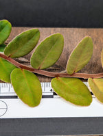 Marcgravia sp. redstem [10-leaf cutting]
