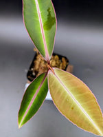 Labisia sp. kapuas hulu [non-exact]