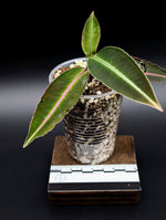 Labisia sp. kapuas hulu [non-exact]