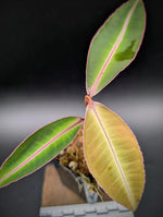 Labisia sp. kapuas hulu [non-exact]