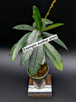 Cosmianthemum sp. Borneo [non-exact]