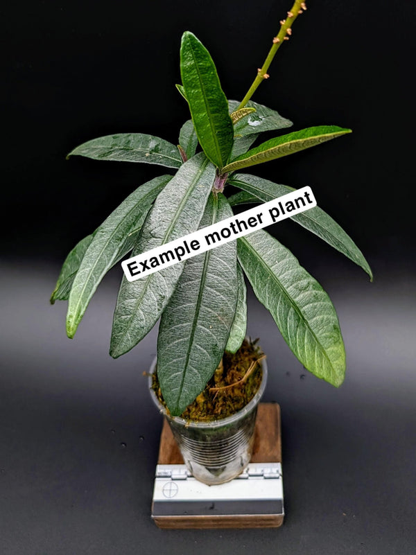Cosmianthemum sp. Borneo [non-exact]