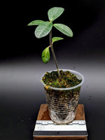 Cosmianthemum sp. Borneo [non-exact]