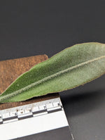 Pyrrosia cf. angustata [cutting]