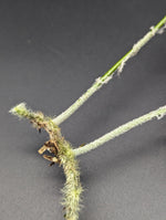Pyrrosia cf. angustata [cutting]