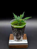 Labisia sp. boyan *small* [non-exact]