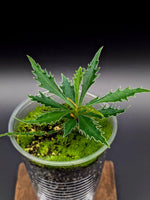 Labisia sp. boyan *small* [non-exact]