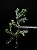 Selaginella sp. divisoria brown [cutting]
