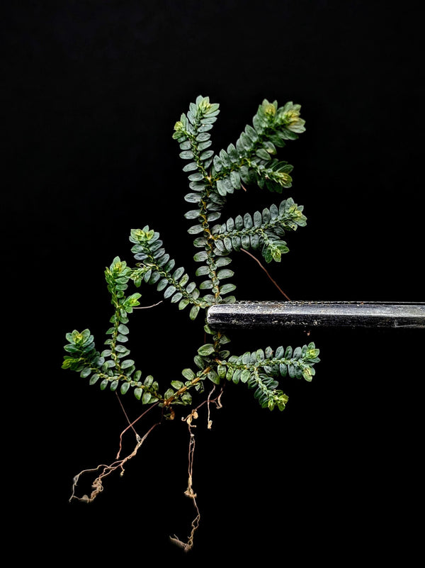 Selaginella sp. divisoria brown [cutting]