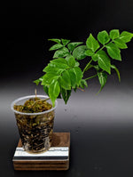 Leea sp. green [non-exact]