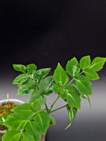 Leea sp. green [non-exact]