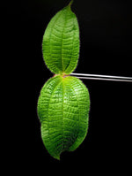 Miconia crenata [cutting]