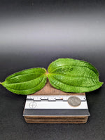 Miconia crenata [cutting]