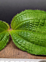 Miconia crenata [cutting]