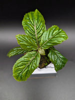 Ardisia sp. bengkulu Green form [non-exact]