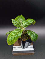 Ardisia sp. bengkulu Green form [non-exact]