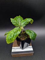 Ardisia sp. bengkulu Green form [non-exact]