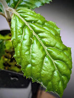 Ardisia sp. bengkulu Green form [non-exact]