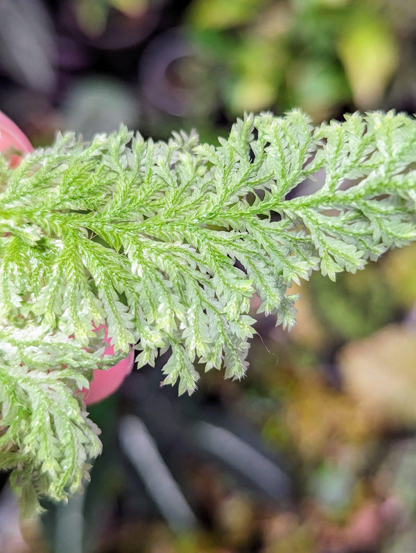 Selaginella sp. white peru [cutting]