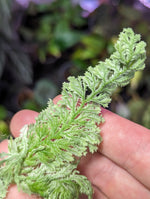 Selaginella sp. white peru [cutting]