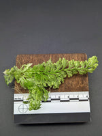 Selaginella sp. white peru [cutting]