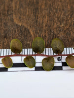Marcgravia sp. melon [10-leaf cutting]