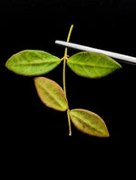 Hoya sp aff burtoniae [cutting]