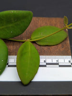 Hoya sp aff burtoniae [cutting]