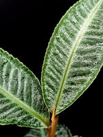 Ardisia sp. sumbar [non-exact]