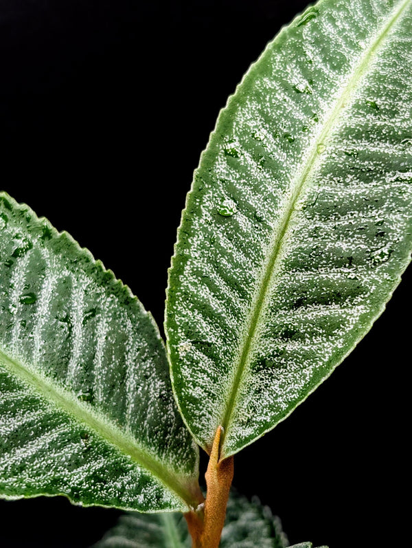 Ardisia sp. sumbar [non-exact]