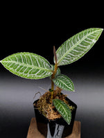 Ardisia sp. sumbar [non-exact]