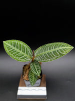 Ardisia sp. sumbar [non-exact]