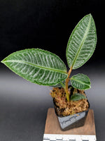 Ardisia sp. sumbar [non-exact]