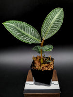 Ardisia sp. sumbar [non-exact]