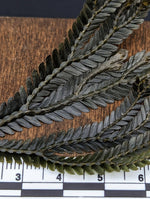 Selaginella bronze intermedia [cutting]