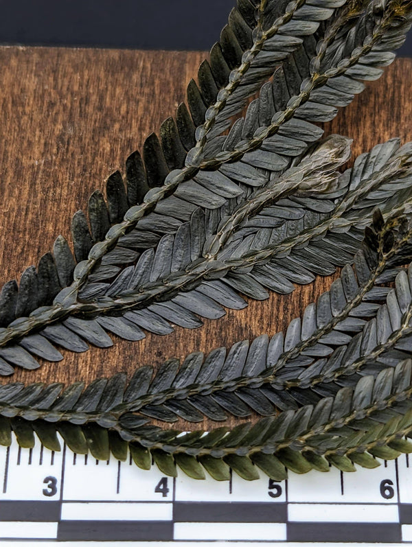 Selaginella bronze intermedia [cutting]