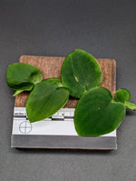 Rhaphidophora latevaginata [cutting]
