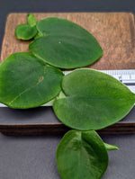 Rhaphidophora latevaginata [cutting]