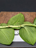 Rhaphidophora latevaginata [cutting]