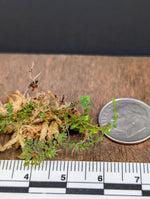 Selaginella sp. red uncinata [cutting]