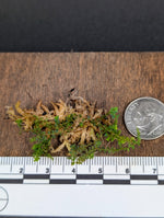 Selaginella sp. red uncinata [cutting]