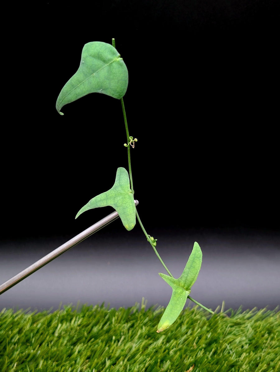 Adenia cordifolia [cutting]